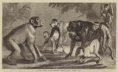 Een nieuwe aanwinst in de dierentuin van Regent